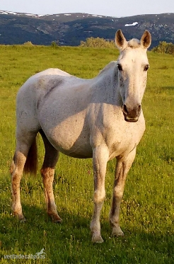  YEGUA P, R, E FORTUNA XXIV 1998  in 