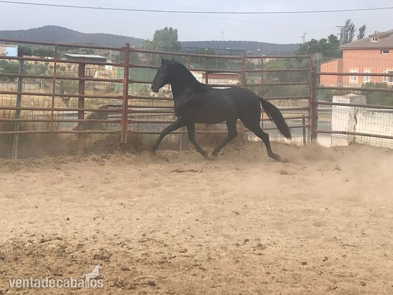 Pura Raza Española {TYPE}