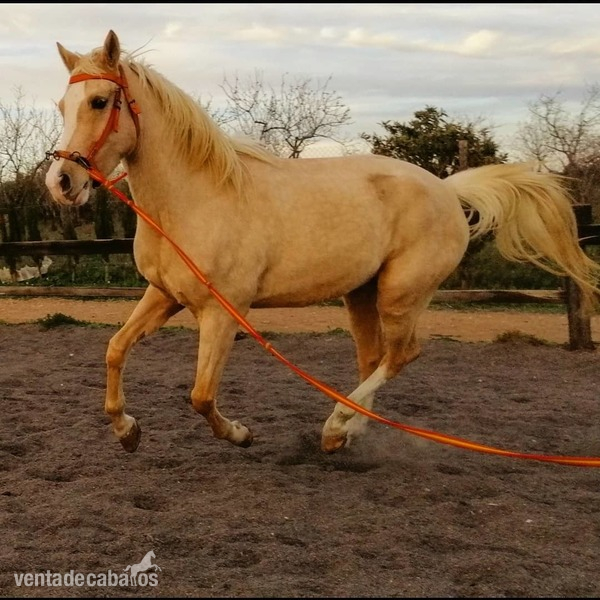 Caballo palomino capado in 