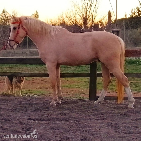 Caballos Capados Anglo-árabe - Caballo palomino capado