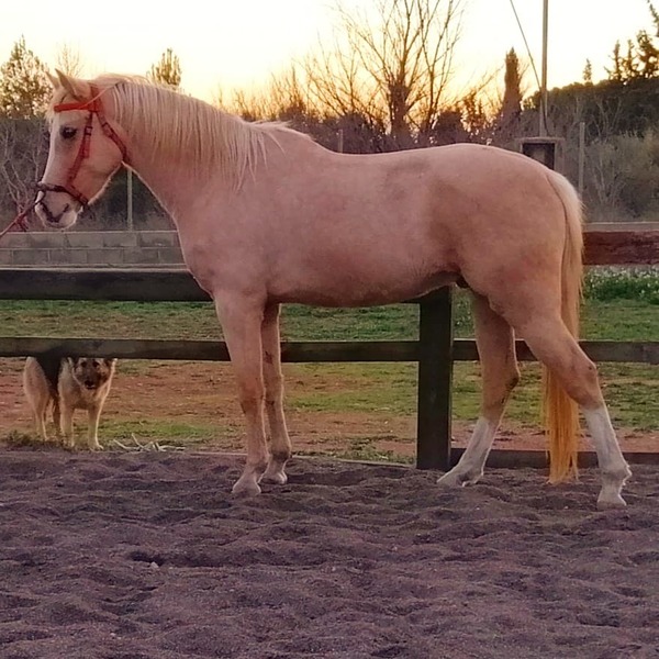 Caballos Capados Anglo-árabe - Caballo palomino capado