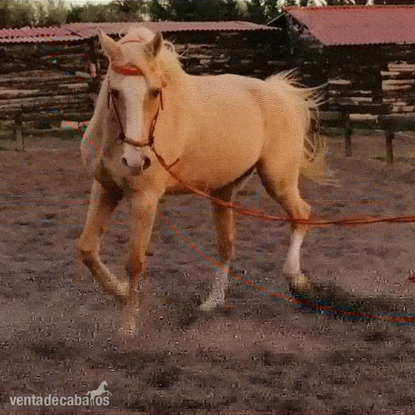 Caballo palomino capado - Caballos Capados Anglo-árabe