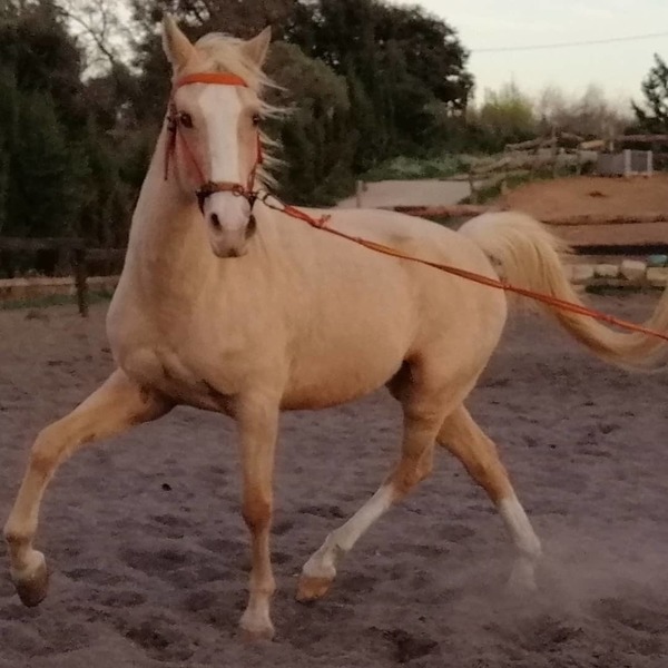 Caballo palomino capado - Anglo-árabe