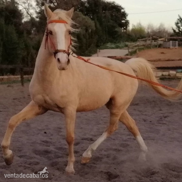 Caballo palomino capado - Anglo-árabe
