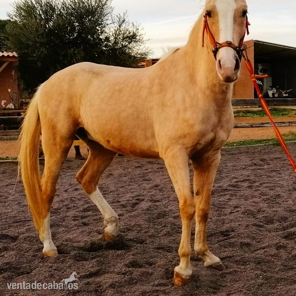 Caballo palomino capado - Caballos Capados