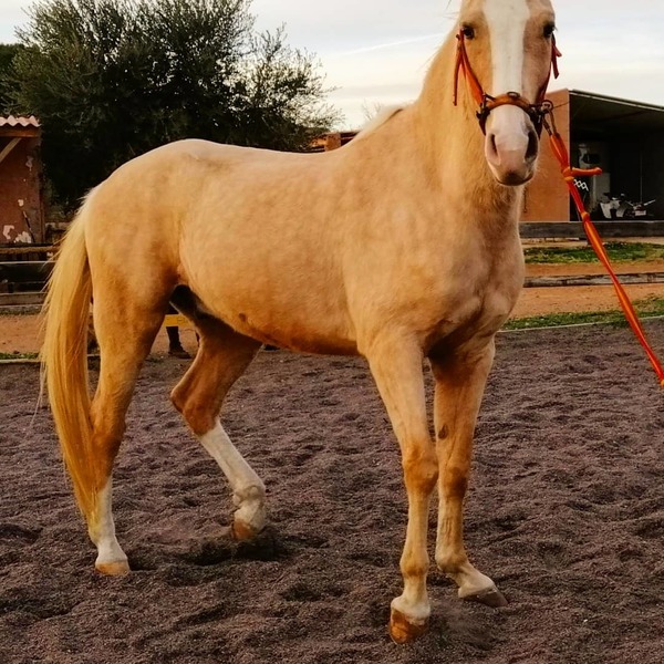 Caballo palomino capado - Caballos Capados