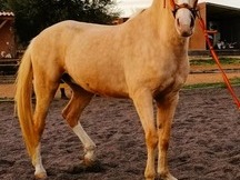 Caballo palomino capado