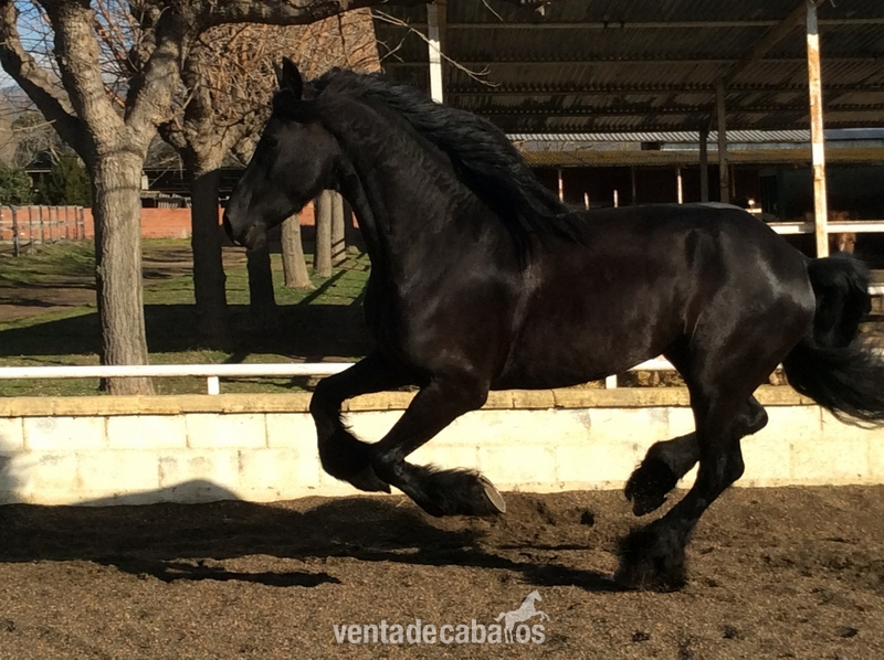 Frison de 4años in 