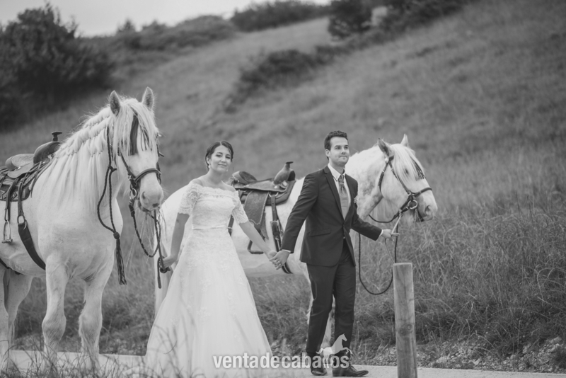 Tronco de Shire son dos caballos in 