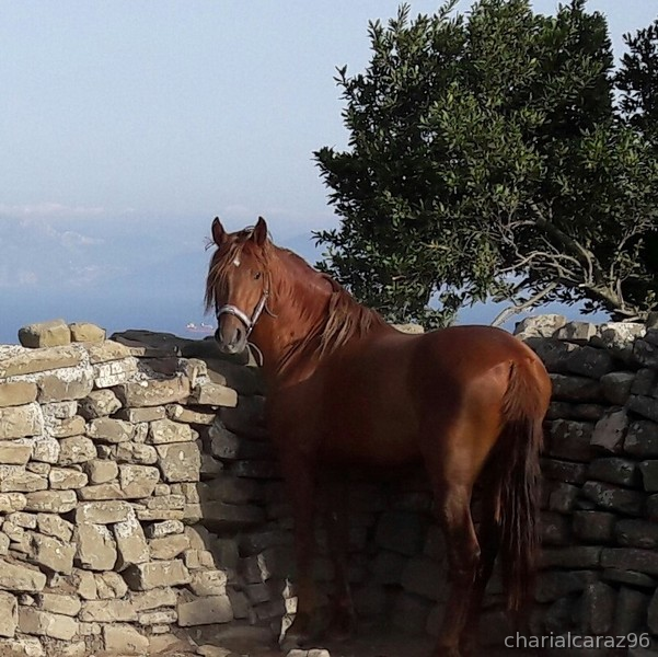 Vendo caballo PRE 5 años in 