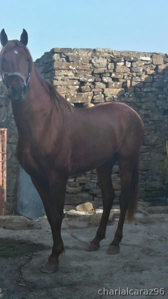 Caballos Pura Raza Española (P.R.E.) Pura Raza Española - Vendo caballo PRE 5 años
