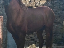 Vendo caballo PRE 5 años
