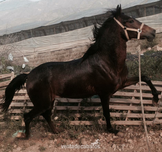 Hispano-Arabe