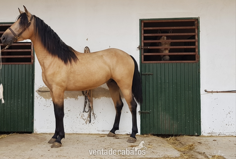 Caballos Pura Raza Española (P.R.E.) Pura Raza Española - Potro bayo pre