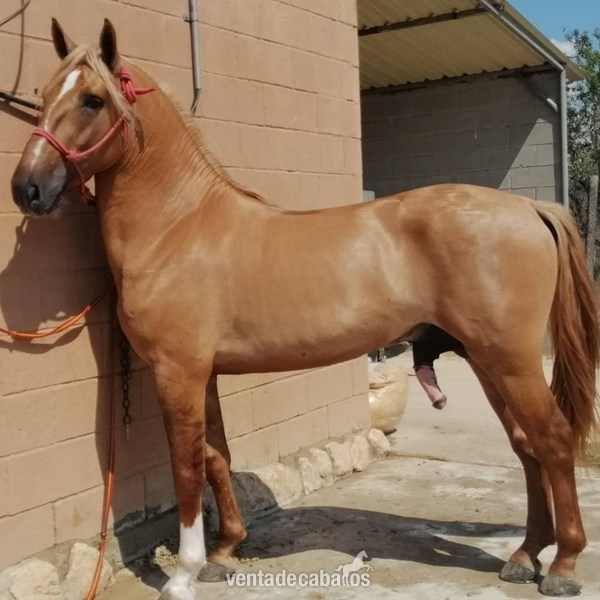 Caballo Isabelo Entero in 
