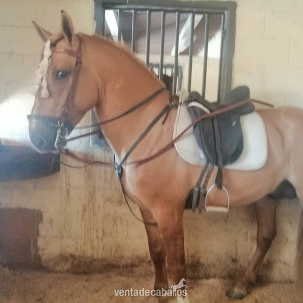 cruzado cuarto de milla con lusitano 