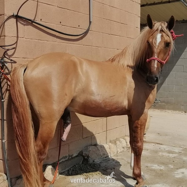 cruzado cuarto de milla con lusitano  {TYPE}