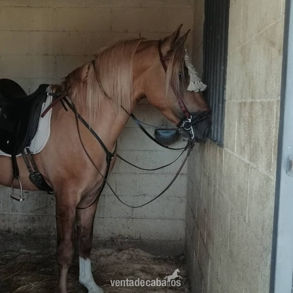 Caballos Enteros cruzado cuarto de milla con lusitano  - Caballo Isabelo Entero