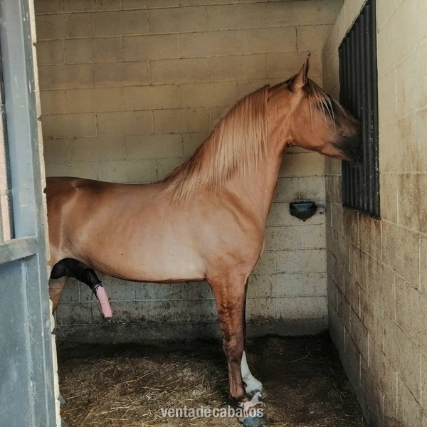 Caballo Isabelo Entero - Caballos Enteros cruzado cuarto de milla con lusitano 
