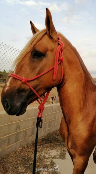 Caballo Isabelo Entero - cruzado cuarto de milla con lusitano 