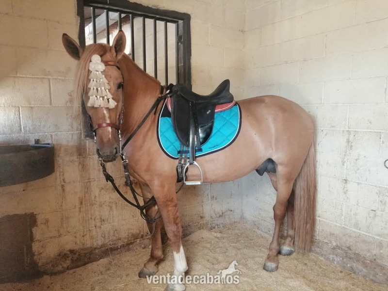 Caballo Isabelo Entero - Caballos Enteros