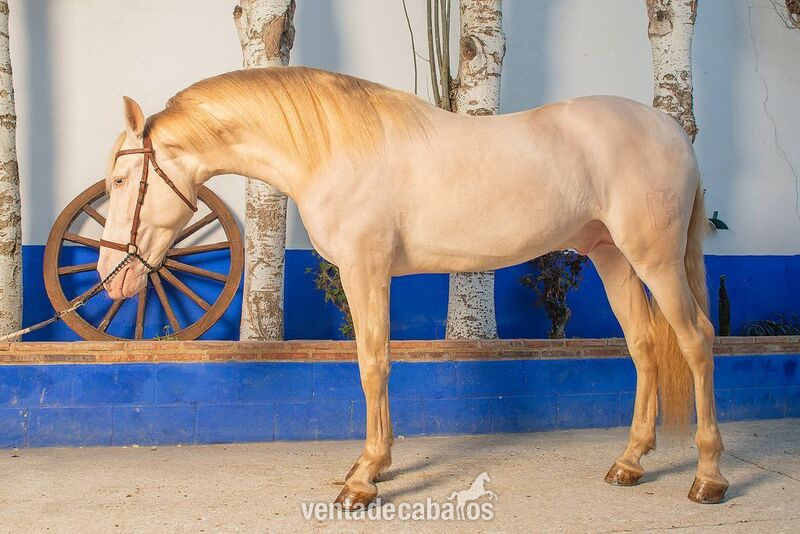 Semental pre capa perla para cubriciones  - Caballos Pura Raza Española (P.R.E.) P.R.E.