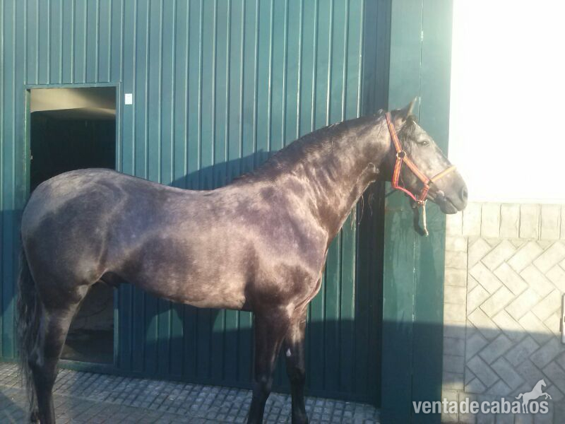 CABALLO PRE ENTERO in 