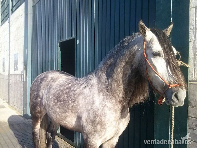 Caballos Enteros Pura Raza Española - CABALLO PRE ENTERO