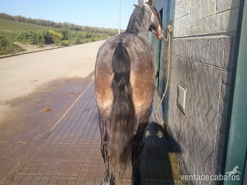 CABALLO PRE ENTERO - Caballos Enteros Pura Raza Española