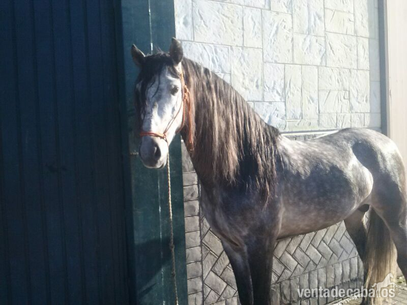 CABALLO PRE ENTERO - Pura Raza Española