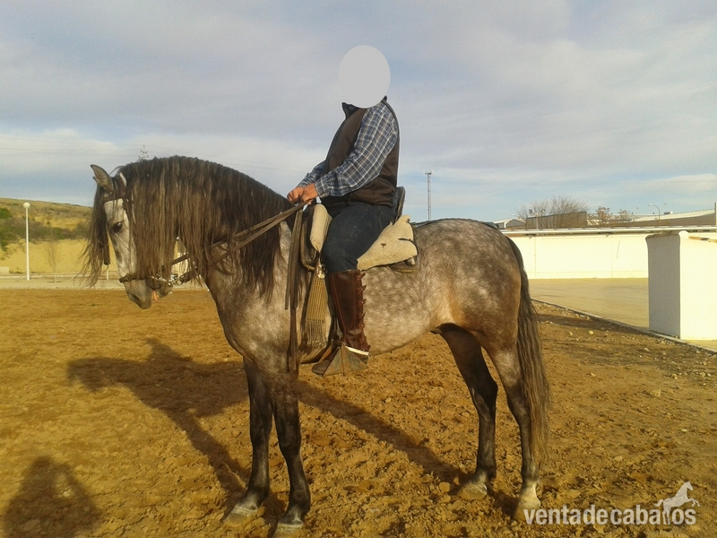 CABALLO PRE ENTERO - Caballos Enteros