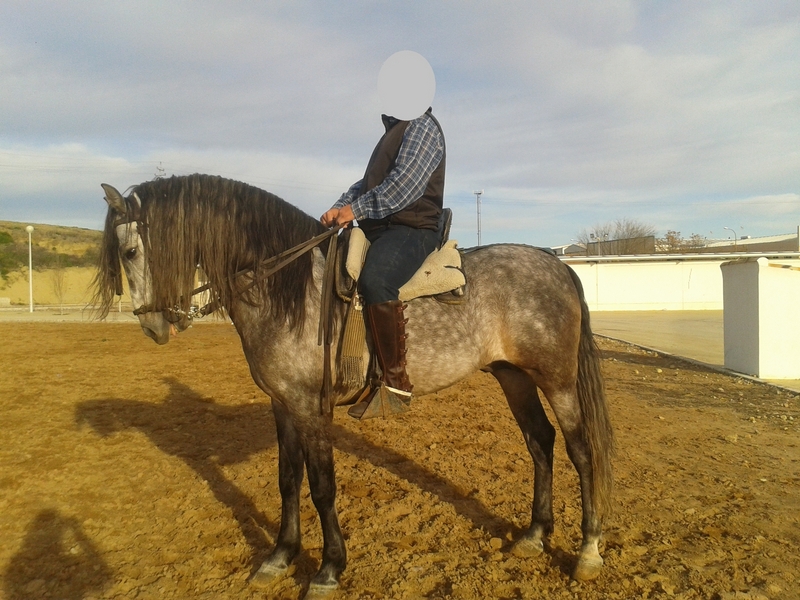 CABALLO PRE ENTERO - Caballos Enteros