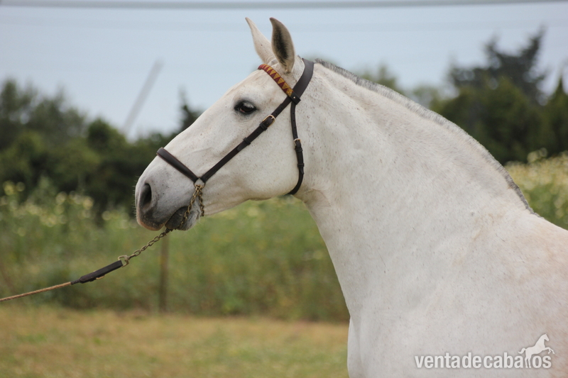 Caballos Pura Raza Española (P.R.E.) Pura Raza Española - jareña vii  yegua con calidad