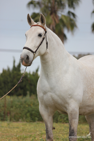 jareña vii  yegua con calidad - Caballos Pura Raza Española (P.R.E.) Pura Raza Española