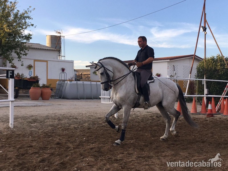 VENTA DE CABALLO P.R.E ENTERO "CAMARON SALVATELLA" in 