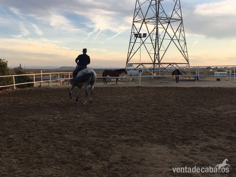 VENTA DE CABALLO P.R.E ENTERO "CAMARON SALVATELLA" - Caballos Pura Raza Española (P.R.E.) in 