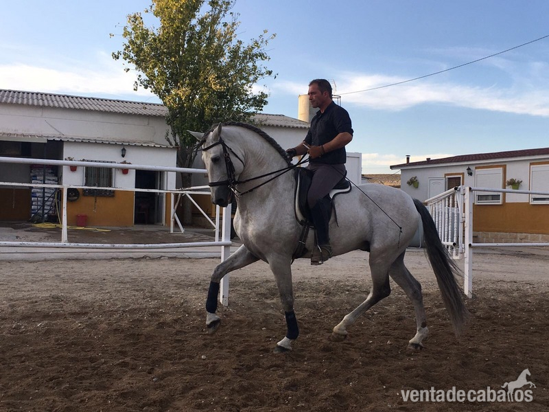 Caballos Pura Raza Española (P.R.E.) Pura Raza Española - VENTA DE CABALLO P.R.E ENTERO "CAMARON SALVATELLA"