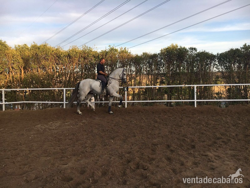 VENTA DE CABALLO P.R.E ENTERO "CAMARON SALVATELLA" - Caballos Pura Raza Española (P.R.E.) Pura Raza Española