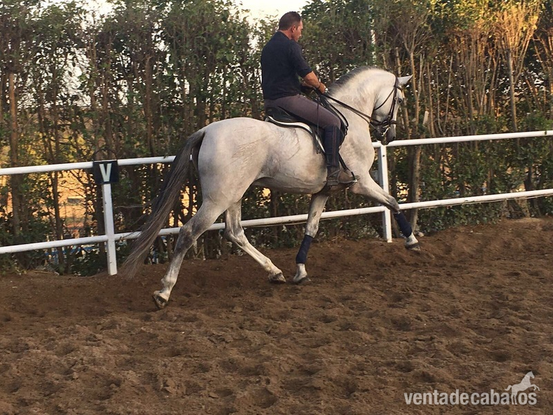VENTA DE CABALLO P.R.E ENTERO "CAMARON SALVATELLA" - Pura Raza Española