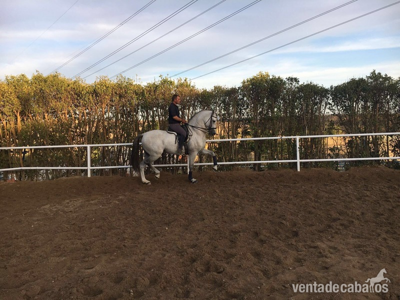 VENTA DE CABALLO P.R.E ENTERO "CAMARON SALVATELLA" - Caballos Pura Raza Española (P.R.E.)