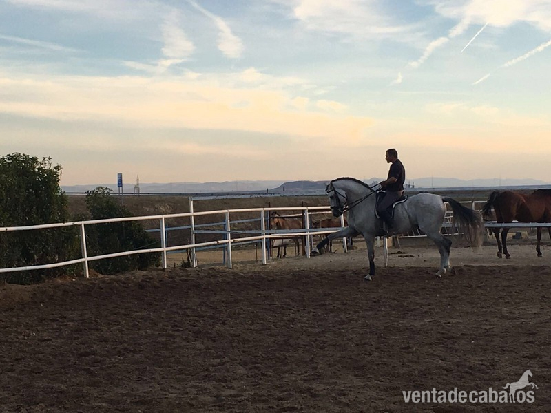 VENTA DE CABALLO P.R.E ENTERO "CAMARON SALVATELLA"