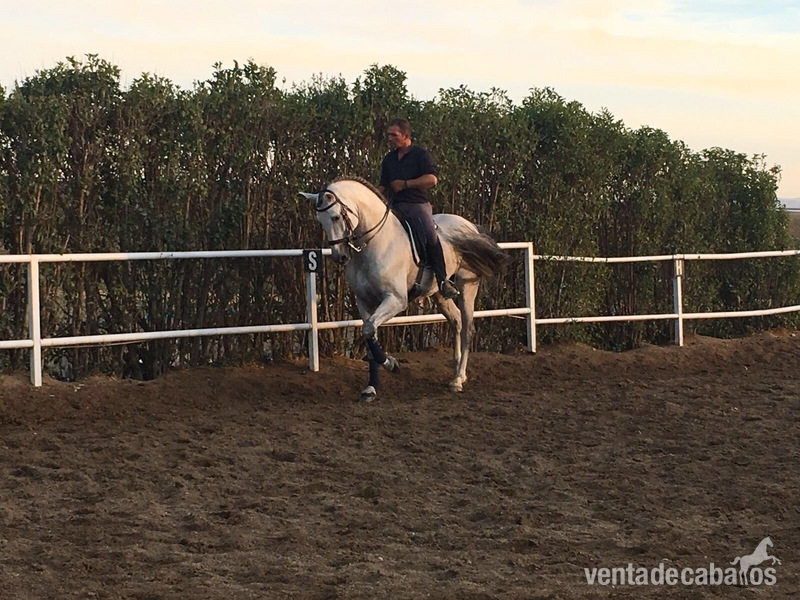  VENTA DE CABALLO P.R.E ENTERO "CAMARON SALVATELLA"