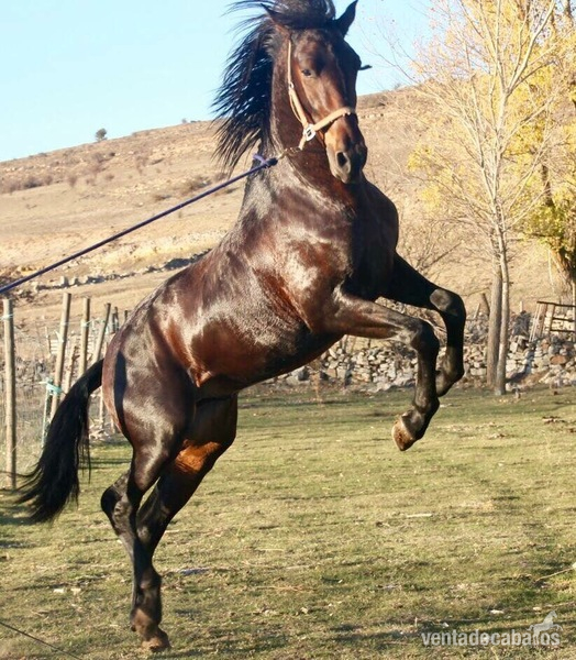 Caballos Pura Raza Española (P.R.E.) Pura Raza Española - Potro 3 años