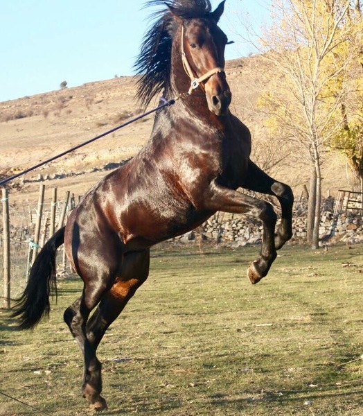 Caballos Pura Raza Española (P.R.E.) Pura Raza Española - Potro 3 años