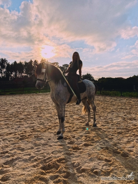 Vendo o cambio caballo PRE Cartujano in 