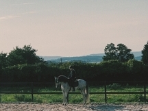 Vendo o cambio caballo PRE Cartujano
