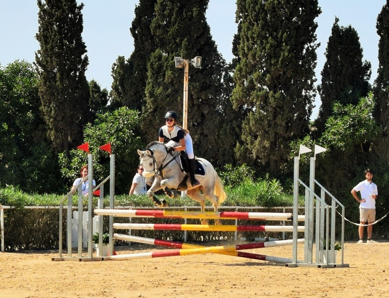 Caballo de salto - Caballos Capados in 