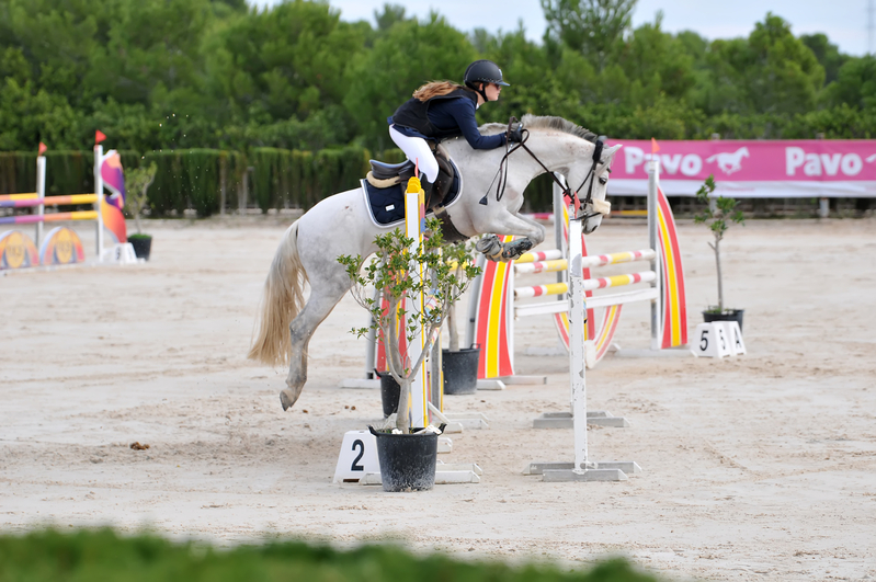 Caballos Capados Mestizo  - Caballo de salto