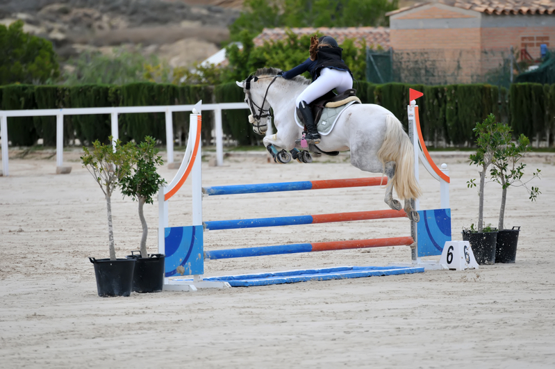 Caballo de salto - Mestizo 