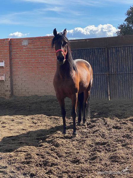 Caballo PRE castrado in 